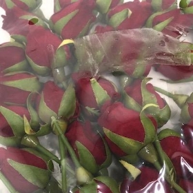 Red Rosebud Pick x 32