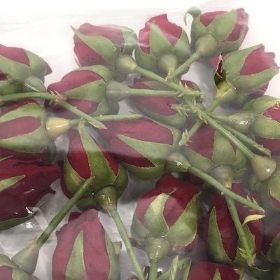 Red Rosebud Pick x 32