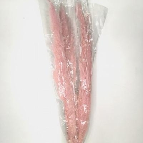 Dried Pink Cortaderia 110cm x 5 stems