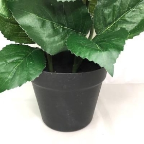 Ivory Hydrangea Plant 75cm