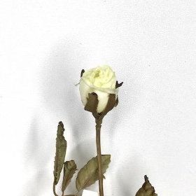 Ivory Mini Rosebud 35cm