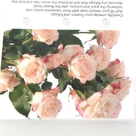 Pink Spray Rose Folding Card x 25