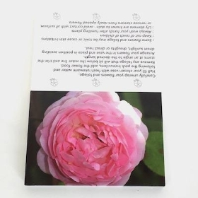 Pink Peony Folding Card x 25