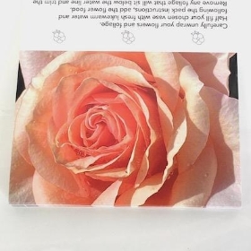 Peach Rose Folding Card x 25