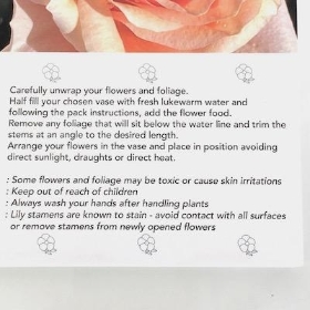 Peach Rose Folding Card x 25