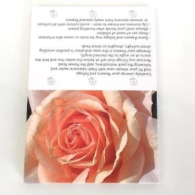 Peach Rose Folding Card x 25