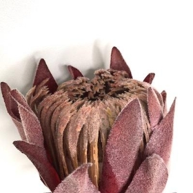 Dusky Burgundy Protea 49cm