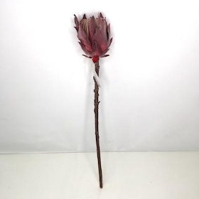 Dusky Burgundy Protea 49cm