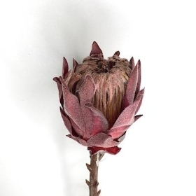 Dusky Burgundy Protea 49cm