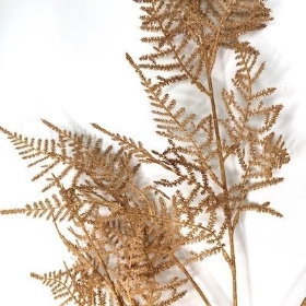 Brown Asparagus Fern 102cm