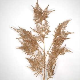 Brown Asparagus Fern 102cm