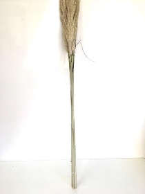 Dried Evita Cortaderia 130cm x 5 Stems